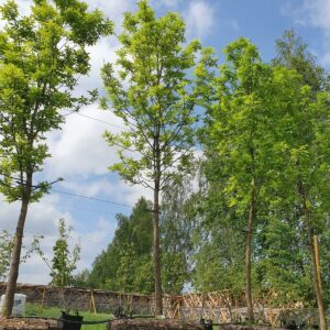 Green Ash / Fraxinus pennsylvanica