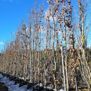 Quercus robur "Fastigiata"