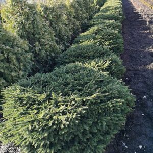 Picea abies "Nidiformis"